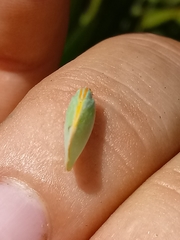 Ormenaria rufifascia