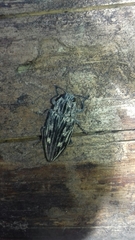 Chalcophora mariana