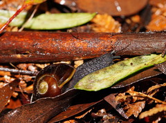 Victaphanta compacta