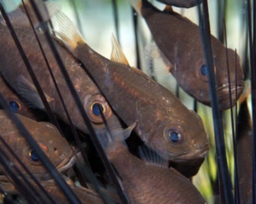 Majima's siphonfish (Siphamia majimai) — Apogonidae — 4