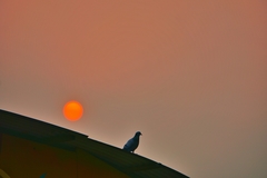 Columba livia domestica