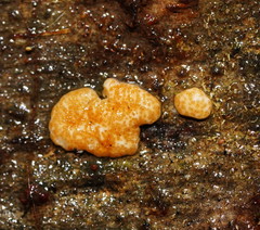 Trichoderma nothescens