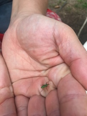 Phyllobius arborator