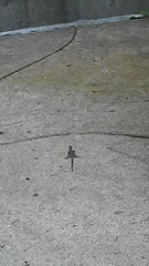 Podarcis muralis maculiventris