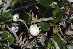 Melicytus orarius