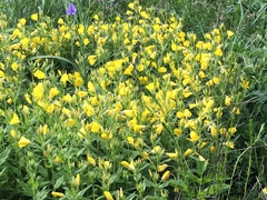 Oenothera pilosella