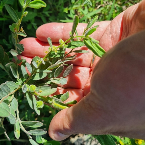 Phyllanthus carpentariae observed 2024-09-01