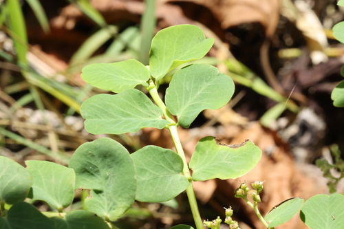 Euphorbia fosbergii observed 2024-08-29