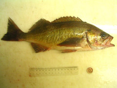 Widow Rockfish photo 3