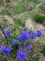 Pulmonaria australis