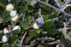 Melicytus orarius