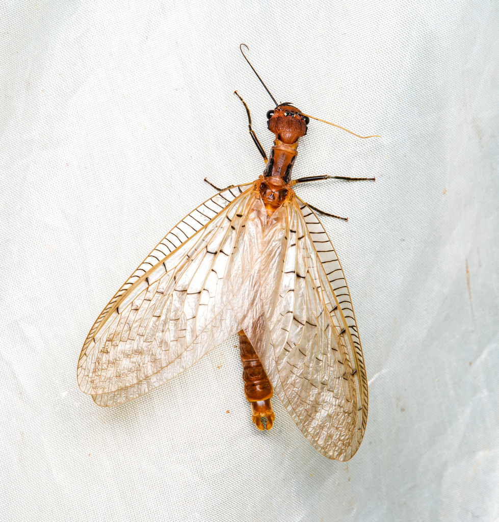 Neoneuromus coomani