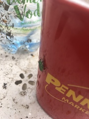 Phyllobius arborator