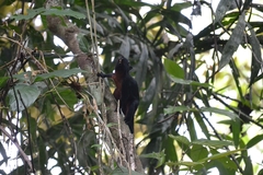 Callosciurus prevostii pluto