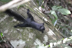 Callosciurus prevostii pluto