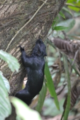 Callosciurus prevostii pluto