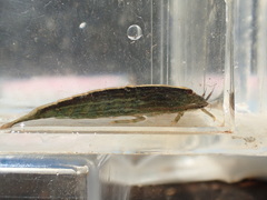 Atyopsis spinipes