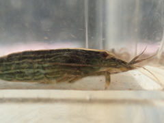 Atyopsis spinipes
