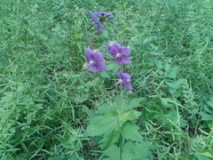 Geranium platyanthum