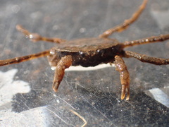 Odiomaris pilosus