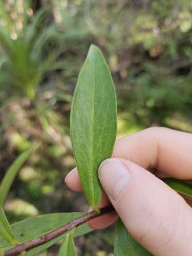 Image of Pimelea longifolia by (c) Angus Campbell, some rights reserved (CC BY)