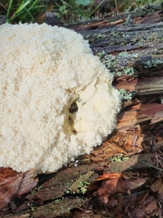 Fuligo septica candida