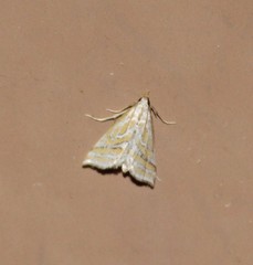 Leptosteges parthenialis