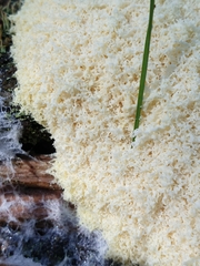 Fuligo septica candida