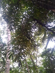 Bactris