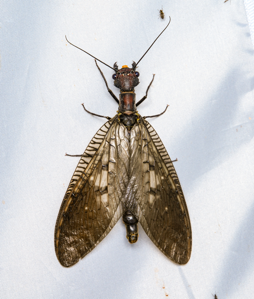 Neoneuromus maclachlani