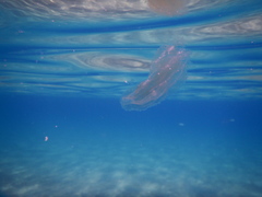 Leucothea multicornis