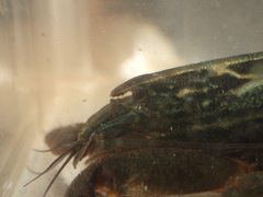 Atyopsis spinipes