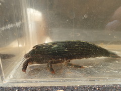 Atyopsis spinipes