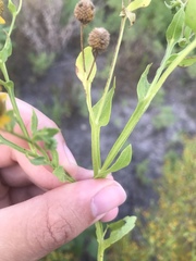 Helenium microcephalum