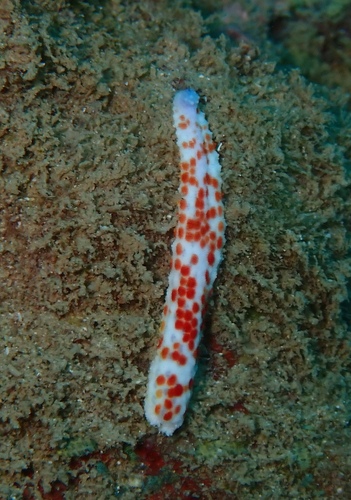Photo of Mottled sea star (Linckia multifora)