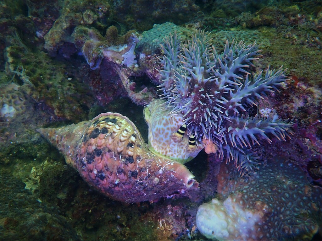 Foto de Tritón gigante (Charonia tritonis)