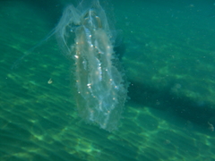 Leucothea multicornis