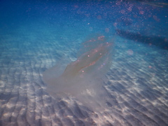 Leucothea multicornis