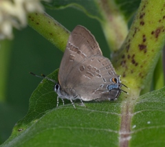 Satyrium caryaevorus