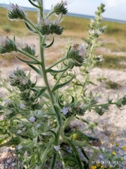 Echium italicum biebersteinii