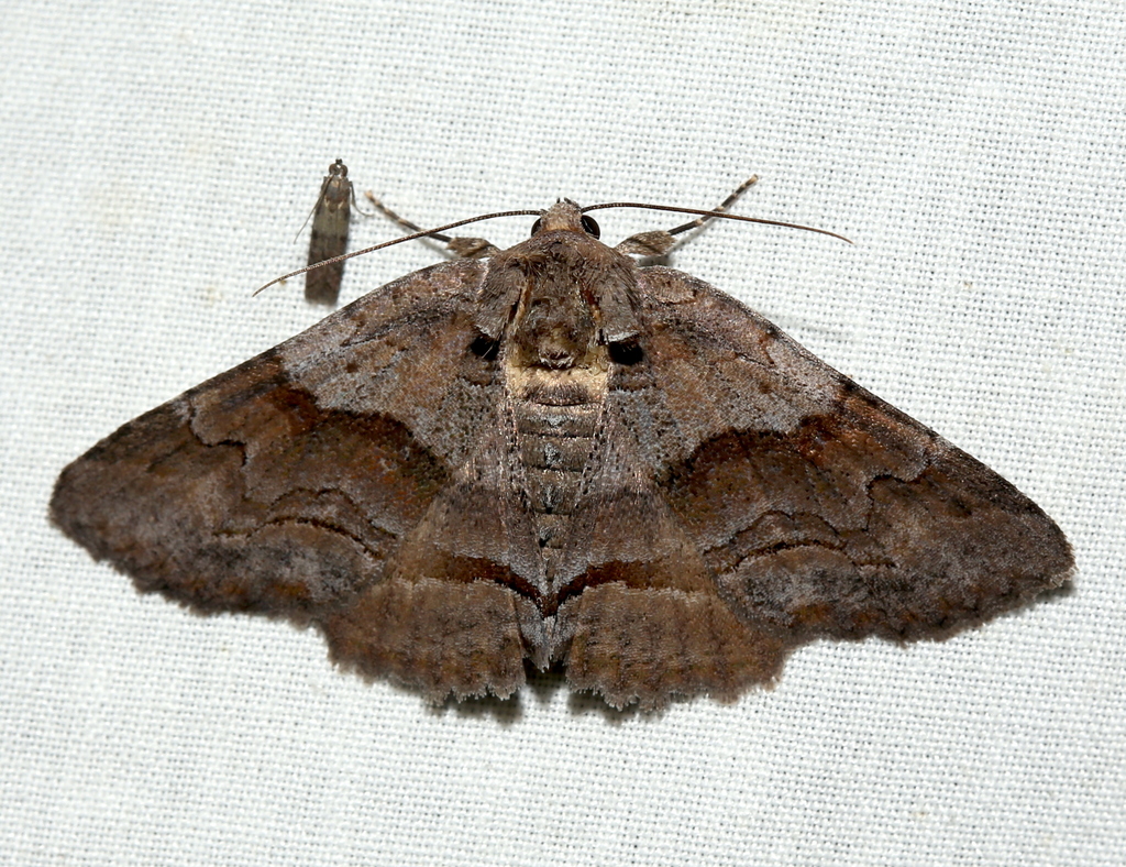 Gray-banded Zale Moth