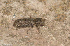 Lichenophanes bicornis