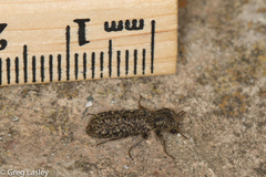 Lichenophanes bicornis