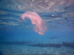 Leucothea multicornis