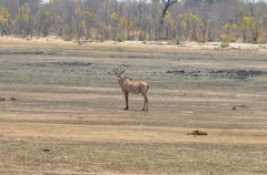 Hippotragus equinus equinus