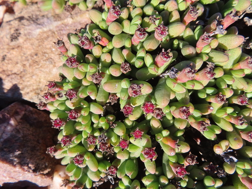 Antimima excedens