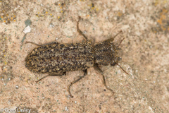 Lichenophanes bicornis