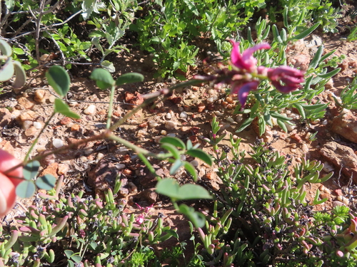Image of Indigofera amoena by (c) linkie, some rights reserved (CC BY)