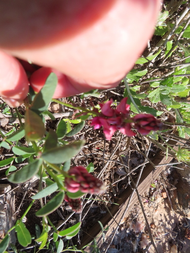 Image of Indigofera amoena by (c) linkie, some rights reserved (CC BY)