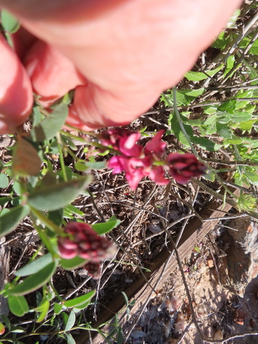 Image of Indigofera amoena by (c) linkie, some rights reserved (CC BY)